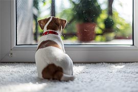 pets on clean carpet